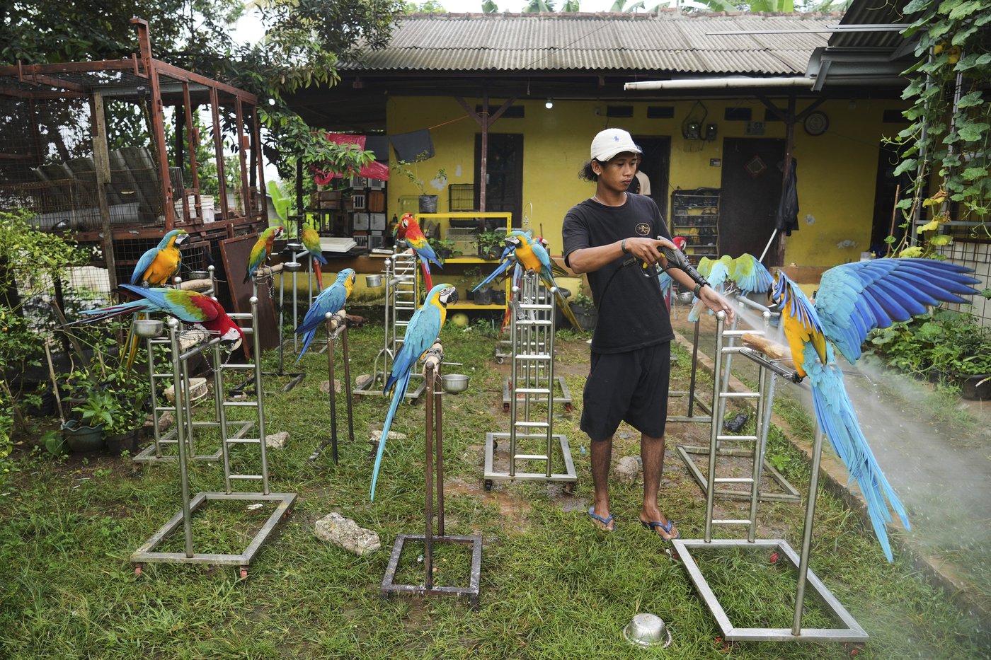 Photos show how an Indonesian motorbike mechanic became a macaw trainer | iNFOnews.ca