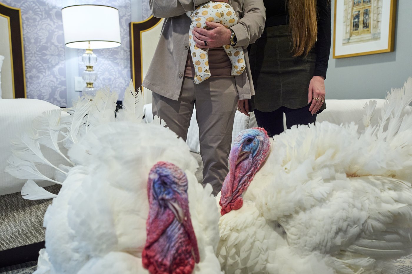 Turkey pardons offer holiday ritual during precarious moment for Trump | iNFOnews.ca Turkey pardons offer holiday ritual during precarious moment for Trump | iNFOnews.ca