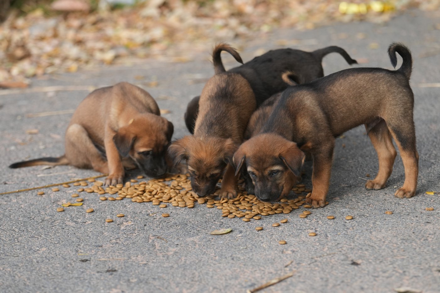 Thai villagers stay behind to guard empty homes as border clashes force mass evacuations | iNFOnews.ca Thai villagers stay behind to guard empty homes as border clashes force mass evacuations | iNFOnews.ca