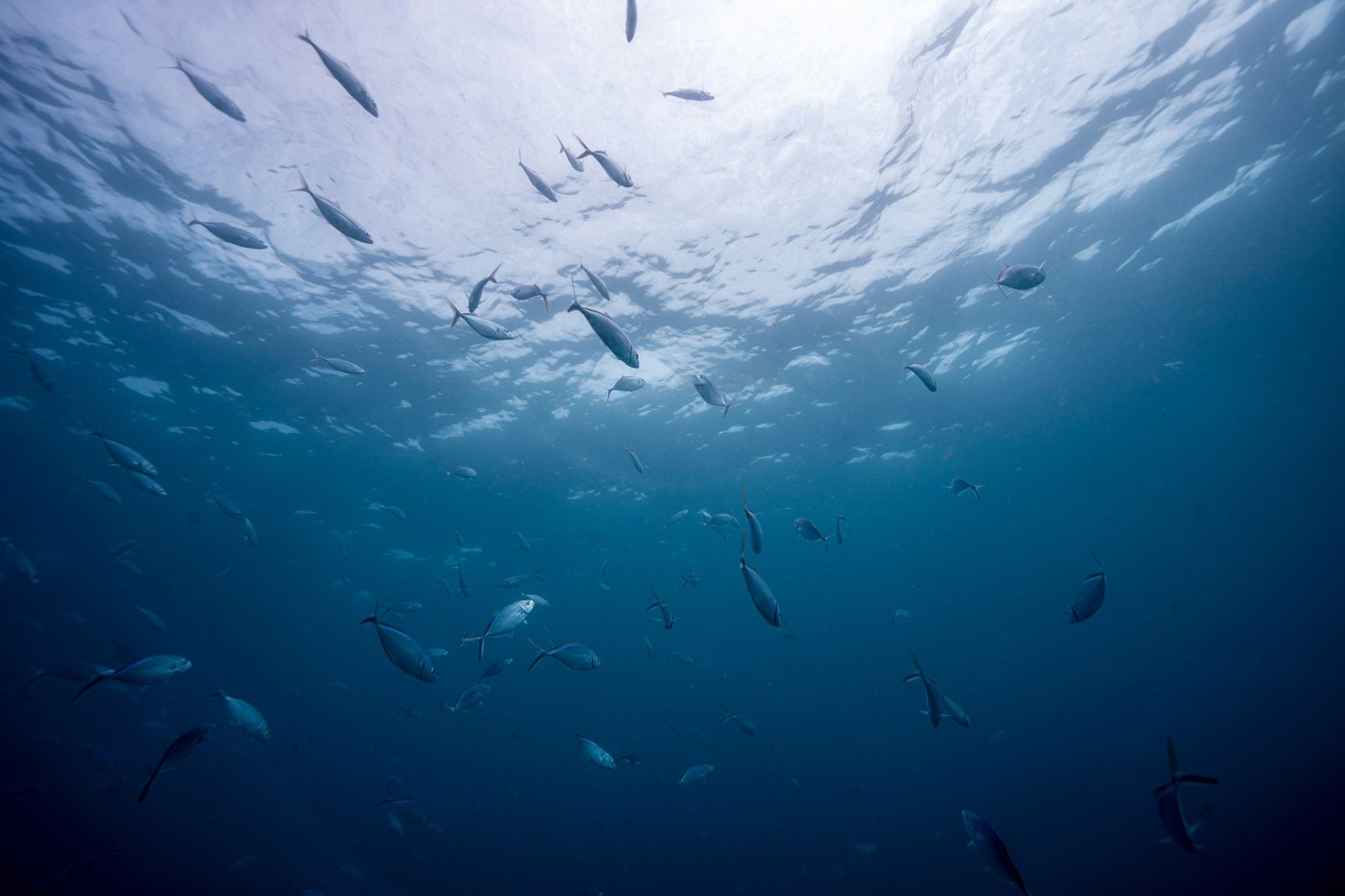 As reefs vanish, assisted coral fertilization offers hope in the Dominican Republic | iNFOnews.ca As reefs vanish, assisted coral fertilization offers hope in the Dominican Republic | iNFOnews.ca