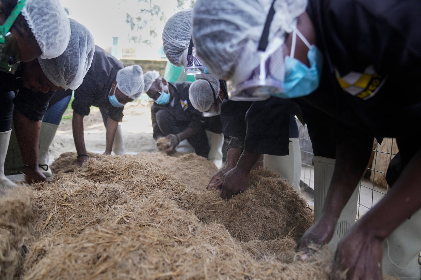 A mushroom farm in Kenya and fungi-based panels give hope for sustainable building | iNFOnews.ca A mushroom farm in Kenya and fungi-based panels give hope for sustainable building | iNFOnews.ca