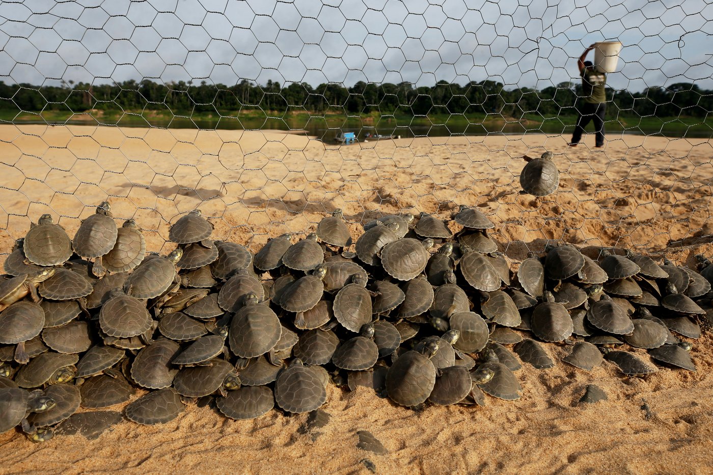 Photos show release of giant Amazon river turtle hatchlings in key Brazilian reserve | iNFOnews.ca
