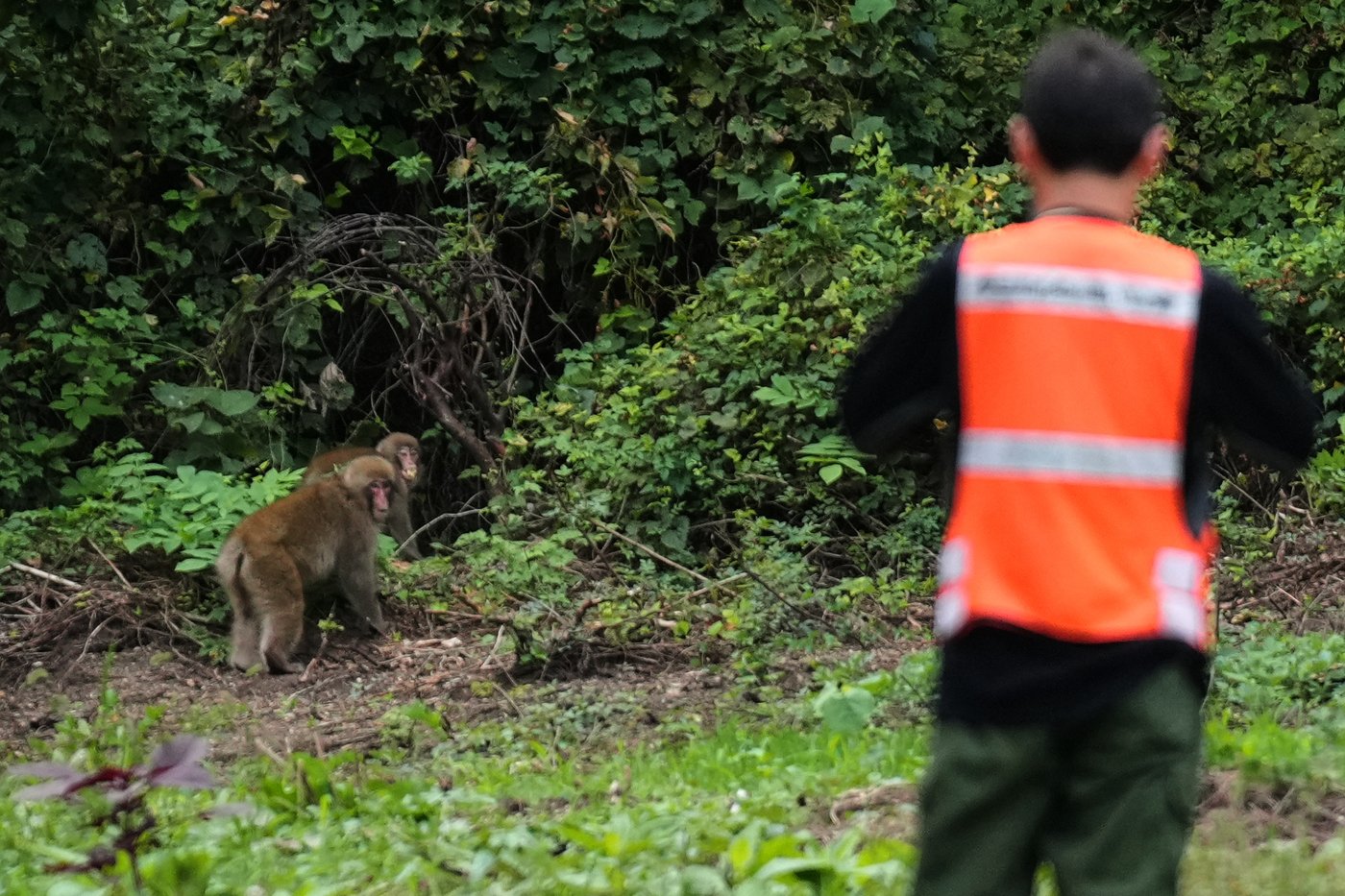 In Japan's Northern Alps, residents battle monkeys to protect homes and farms | iNFOnews.ca