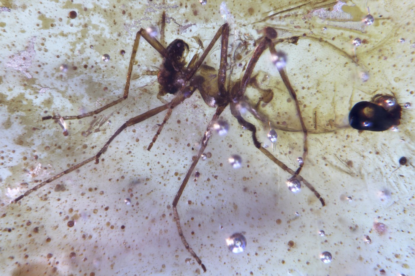 Discovery of insects trapped in amber sheds light on ancient Amazon rainforest | iNFOnews.ca
