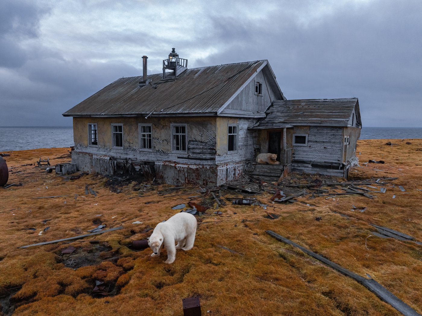 Photos show polar bears chilling at home in abandoned Russian research station | iNFOnews.ca