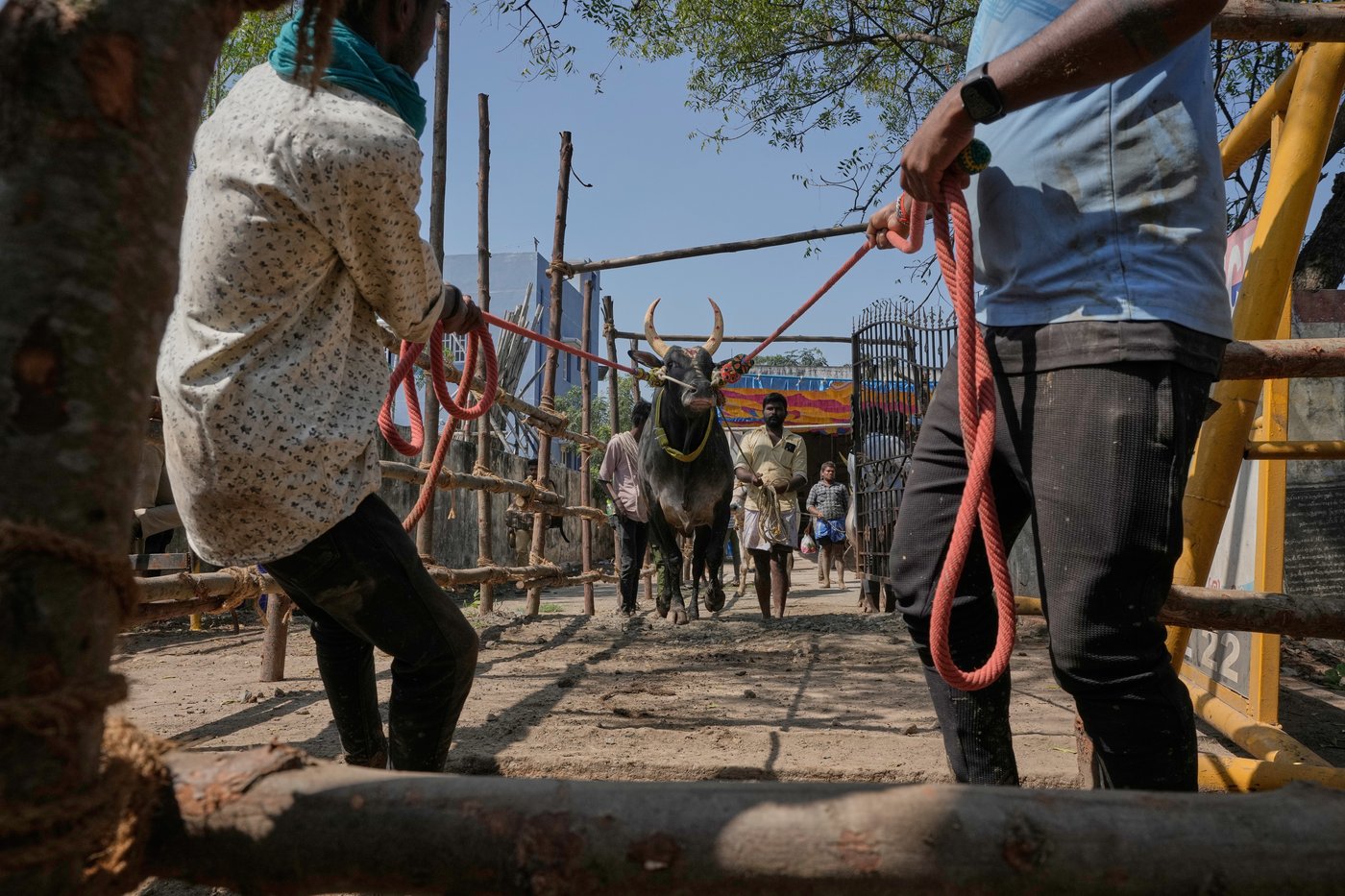 PHOTO ESSAY: Centuries-old bull festival in southern India remains a popular draw | iNFOnews.ca