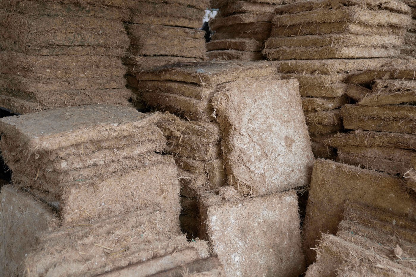 A mushroom farm in Kenya and fungi-based panels give hope for sustainable building | iNFOnews.ca A mushroom farm in Kenya and fungi-based panels give hope for sustainable building | iNFOnews.ca