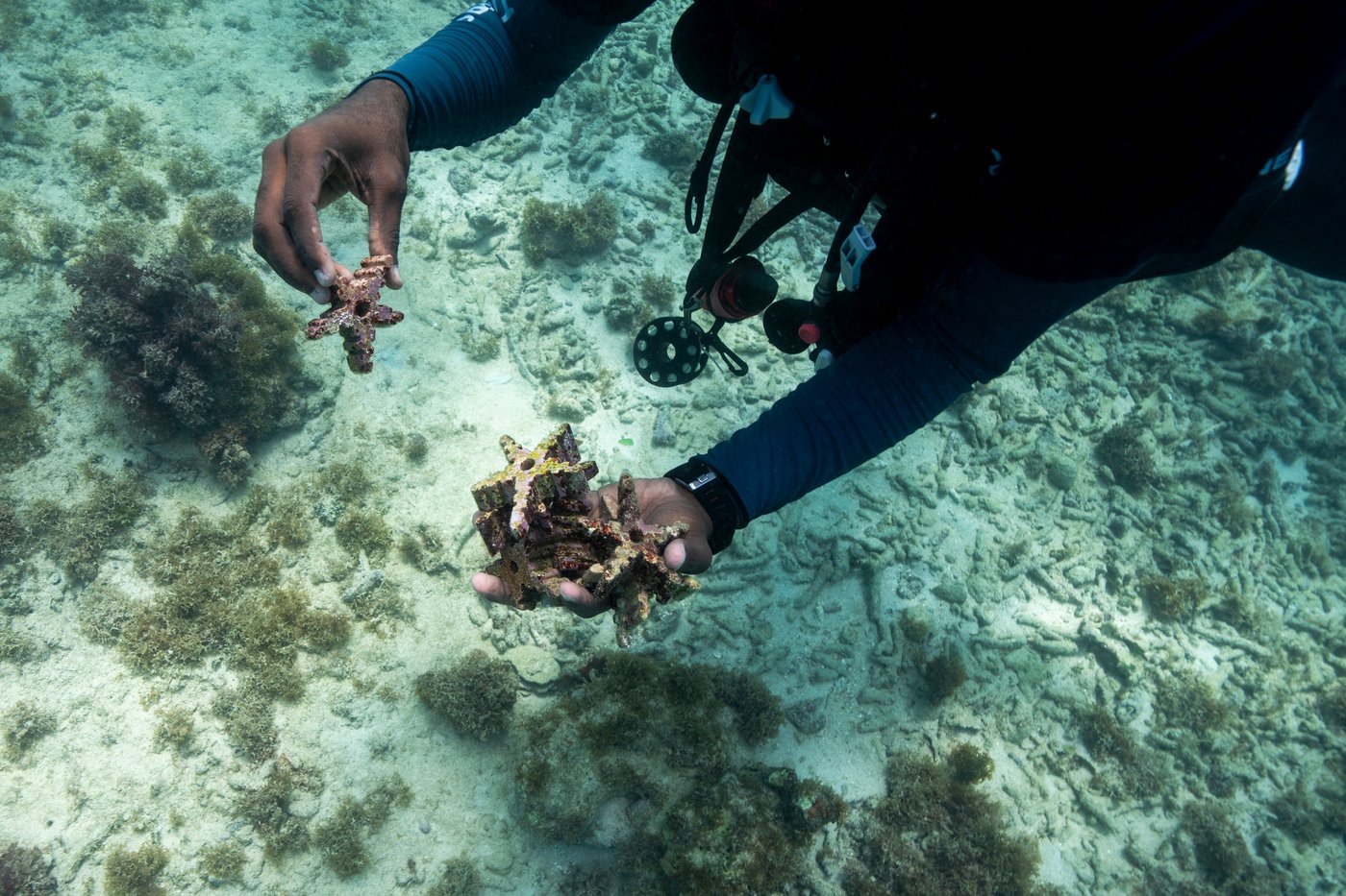As reefs vanish, assisted coral fertilization offers hope in the Dominican Republic | iNFOnews.ca As reefs vanish, assisted coral fertilization offers hope in the Dominican Republic | iNFOnews.ca