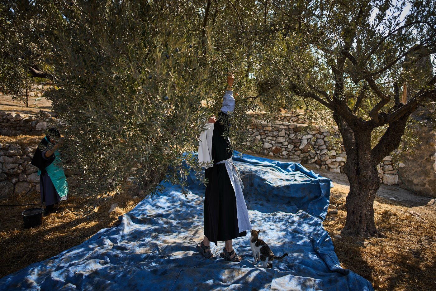 Photos show monks and nuns harvesting olives on the Holy Land’s Mount of Olives | iNFOnews.ca