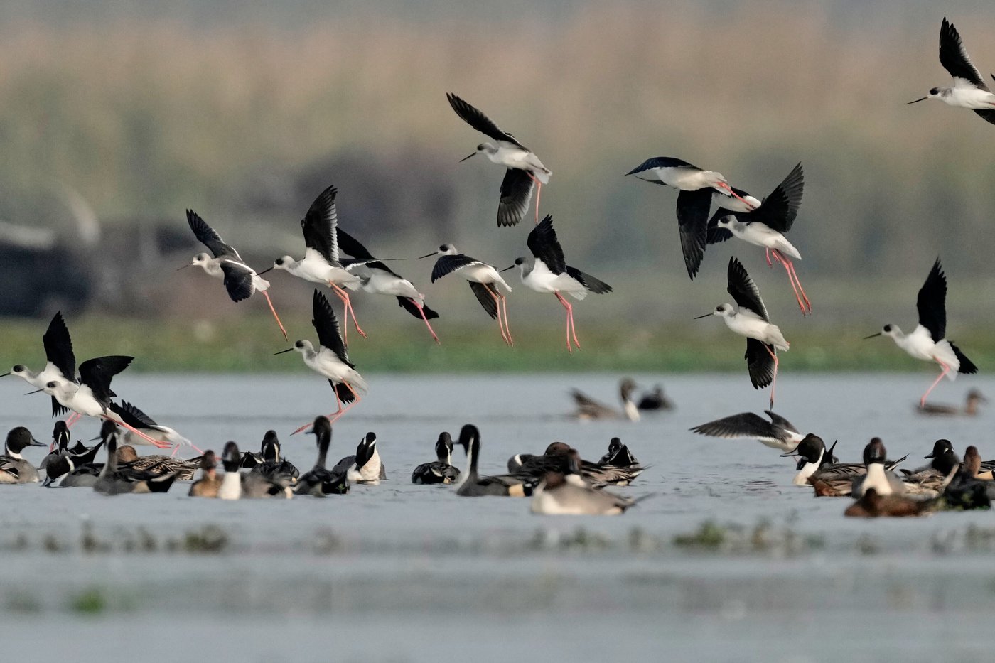 Photos show migratory birds after their arrival at an Indian wildlife sanctuary | iNFOnews.ca