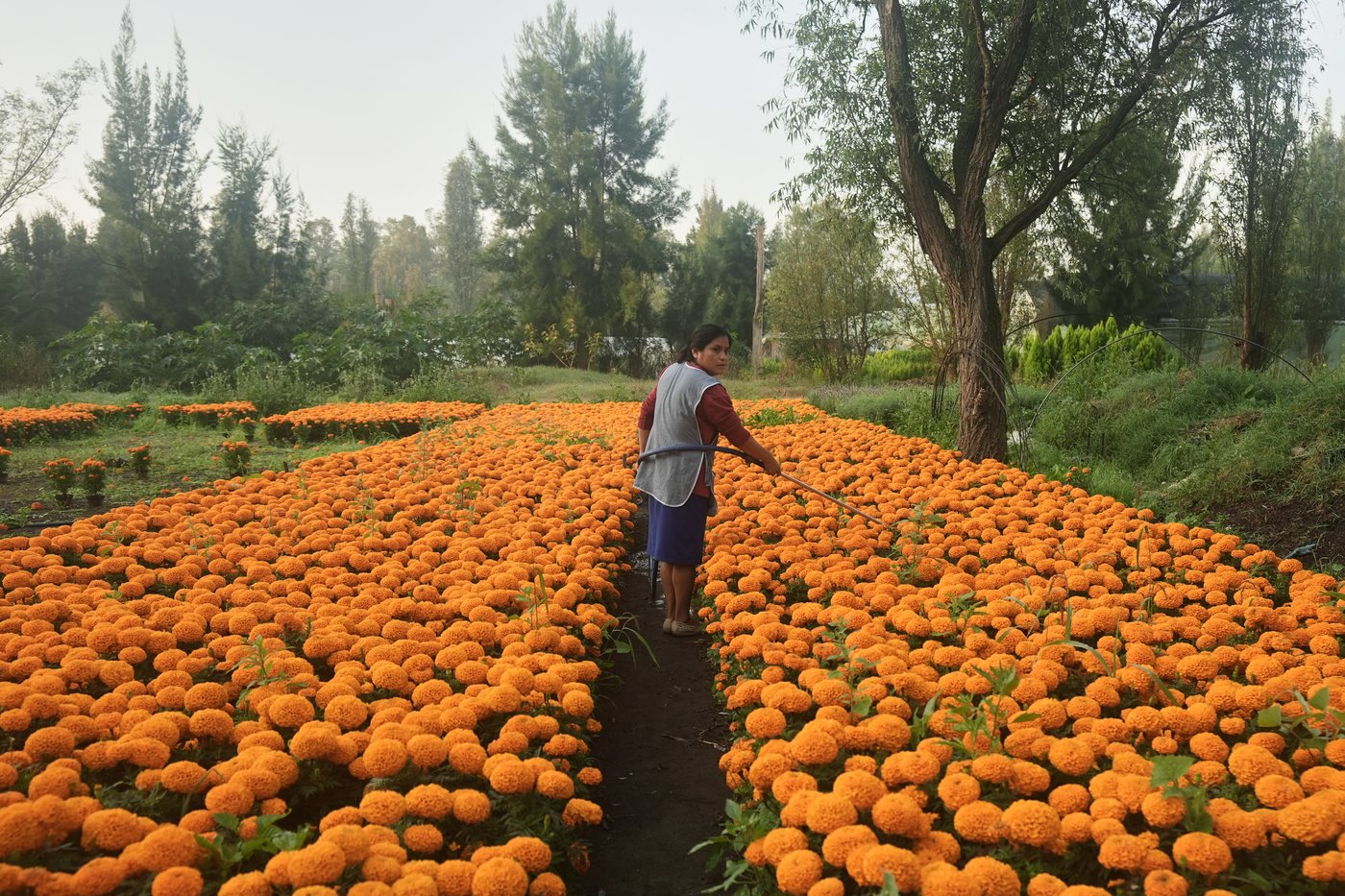 This orange flower cloaks Mexico during Day of the Dead. Climate change is putting it at risk | iNFOnews.ca