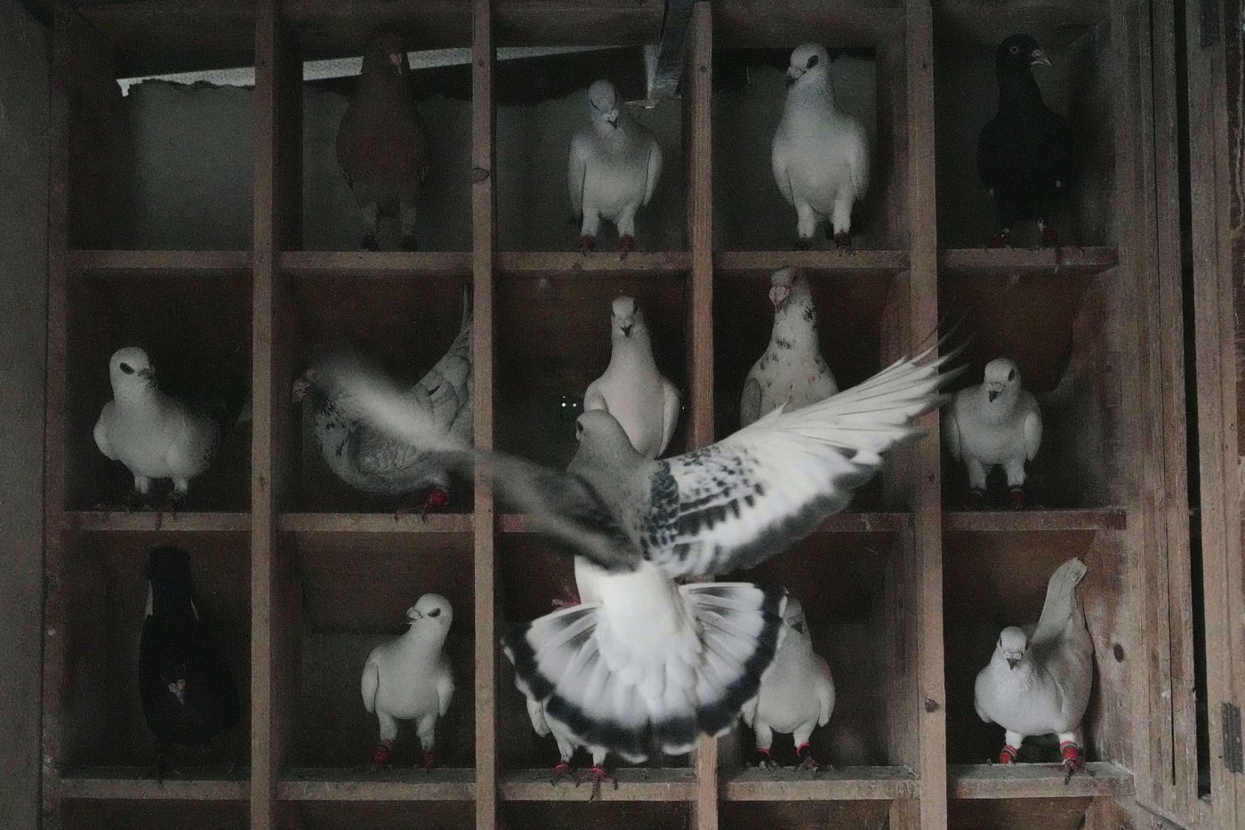 Photos of a Beirut woman's rooftop sanctuary for pigeons | iNFOnews.ca