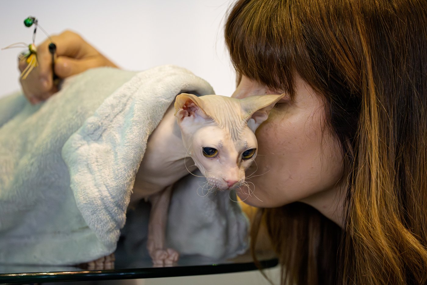 Photos from the world's largest cat show, as 1,000 felines and their fans gather in Romania | iNFOnews.ca