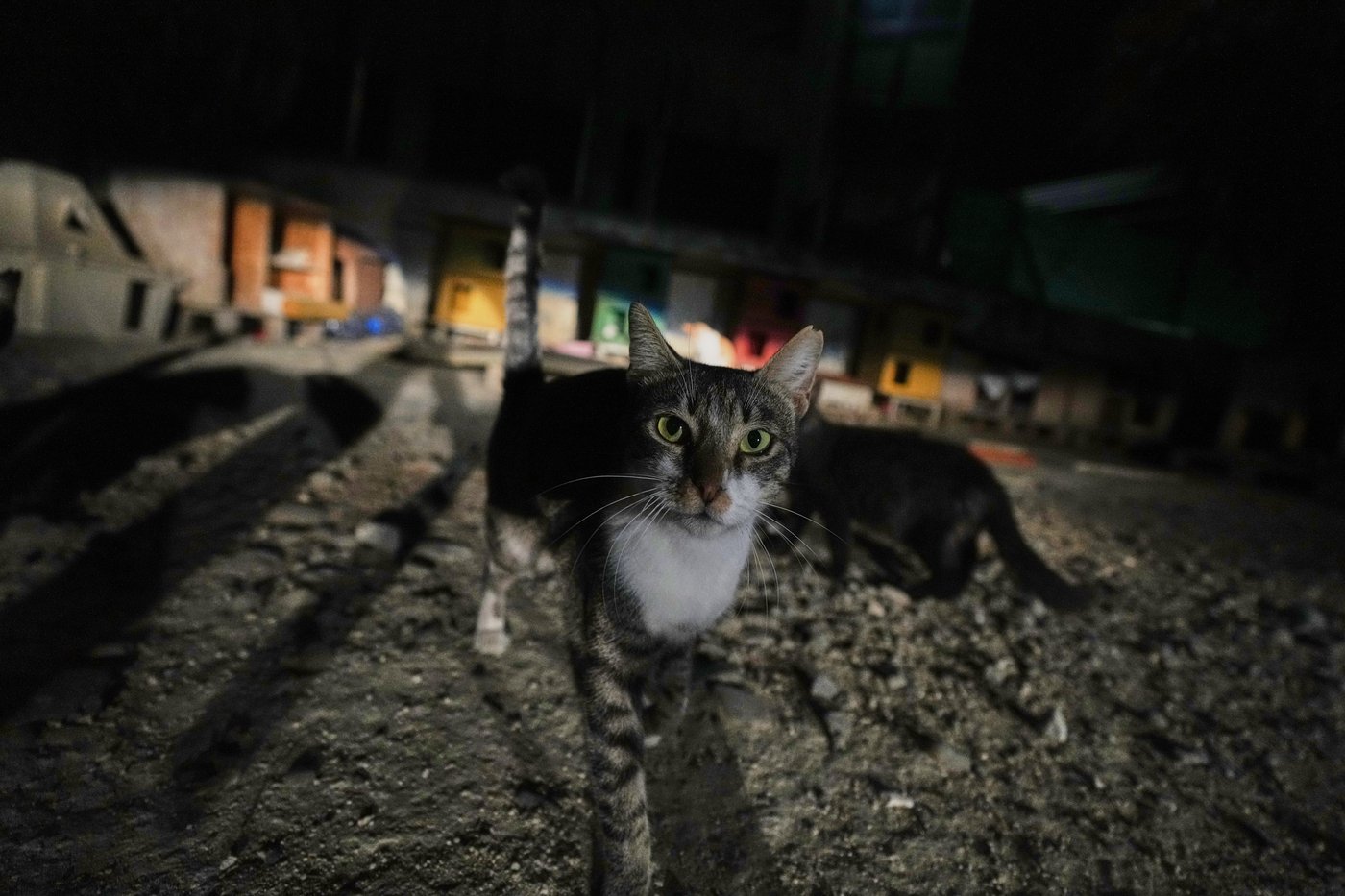 An estimated 1 million cats prowl the streets of Cyprus as officials scramble to check their numbers | iNFOnews.ca An estimated 1 million cats prowl the streets of Cyprus as officials scramble to check their numbers | iNFOnews.ca