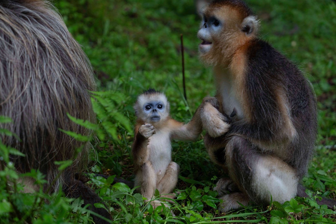 China's rare golden monkeys debut at European zoos, a possible successor to 'panda diplomacy' | iNFOnews.ca China's rare golden monkeys debut at European zoos, a possible successor to 'panda diplomacy' | iNFOnews.ca