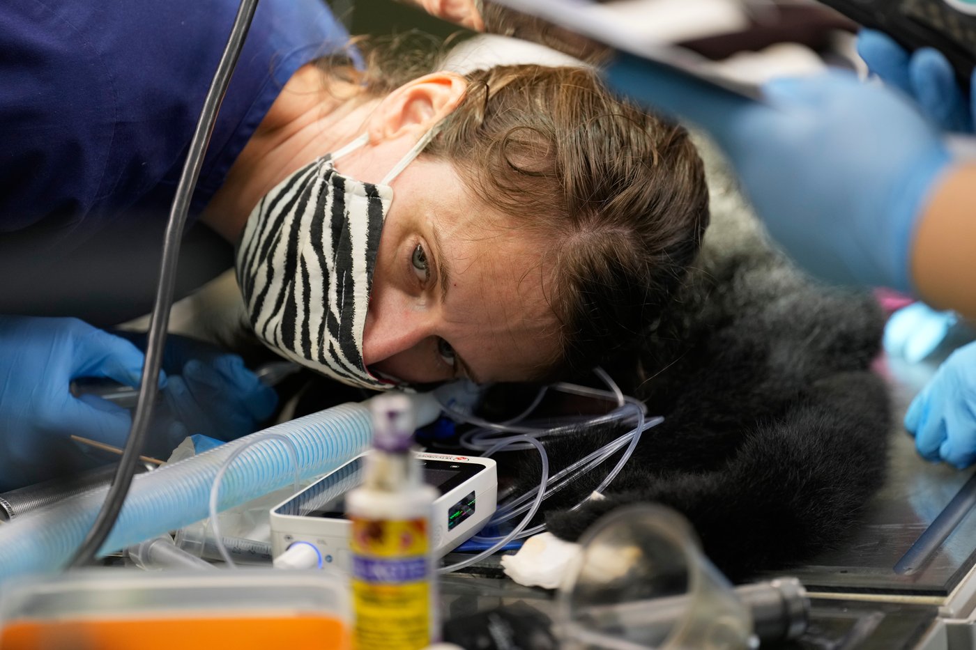 Visitors to a New Jersey zoo get to watch veterinarians treat the animals | iNFOnews.ca
