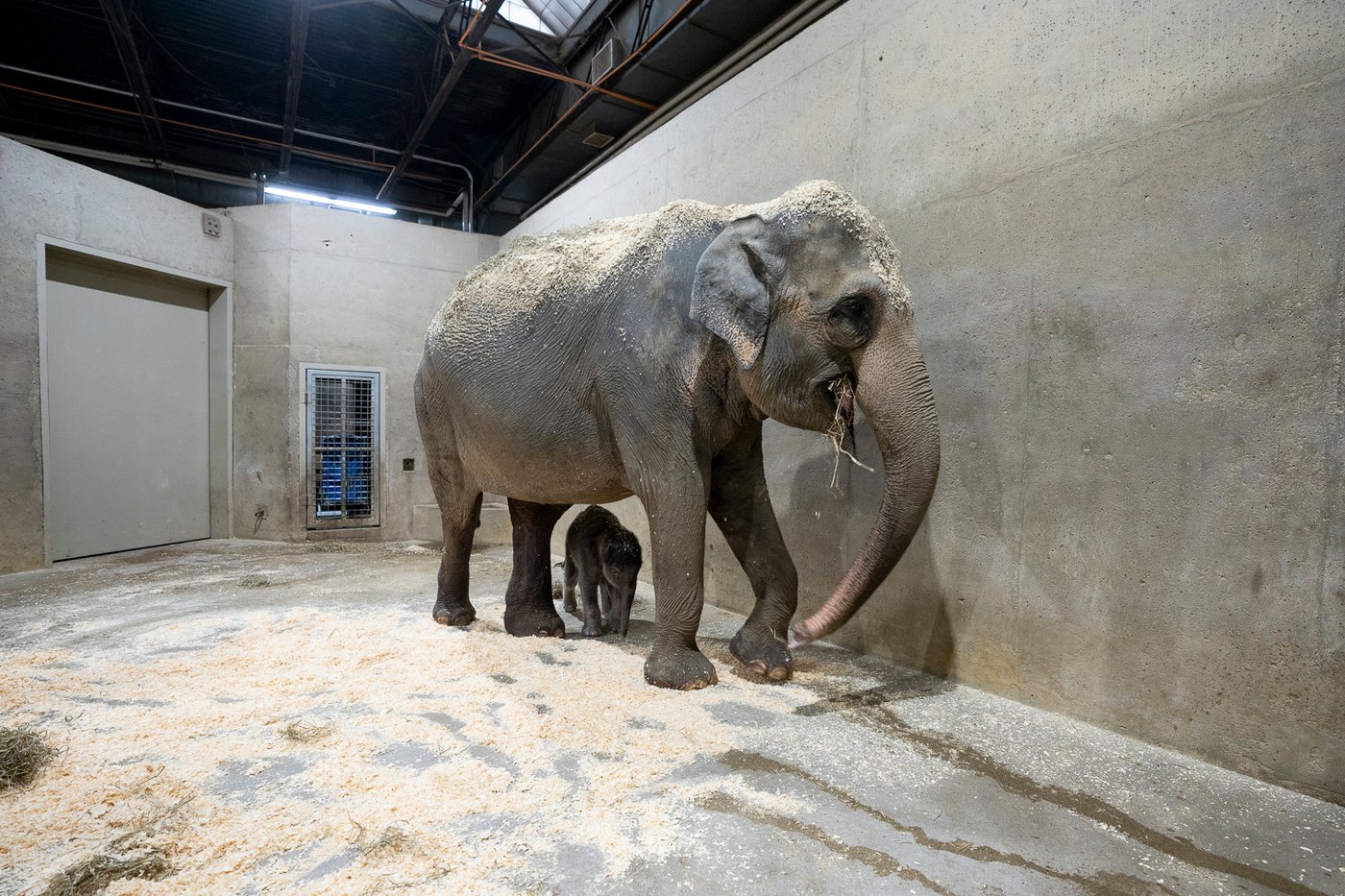 Columbus Zoo welcomes 2nd Asian elephant calf this year | iNFOnews.ca Columbus Zoo welcomes 2nd Asian elephant calf this year | iNFOnews.ca