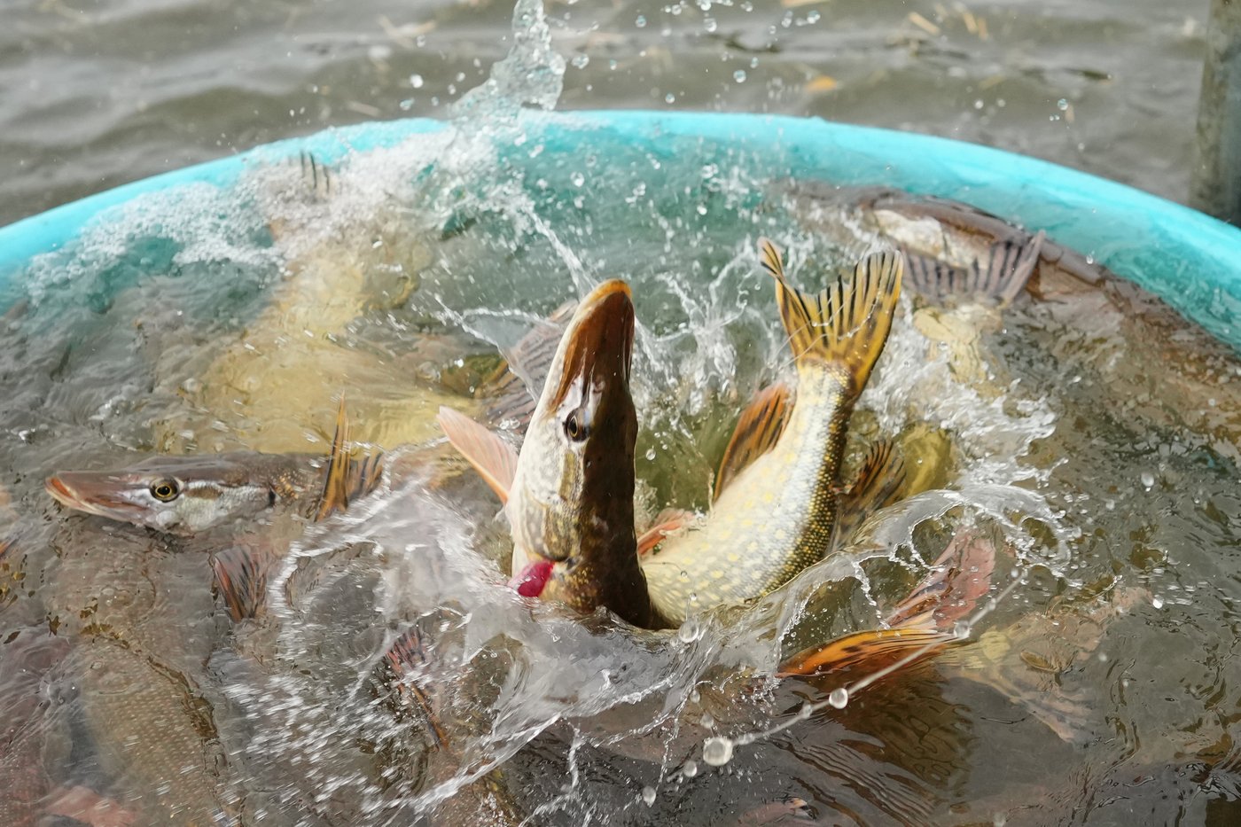 Photos show Czech fisherman hauling in Christmas carp for holiday tables | iNFOnews.ca