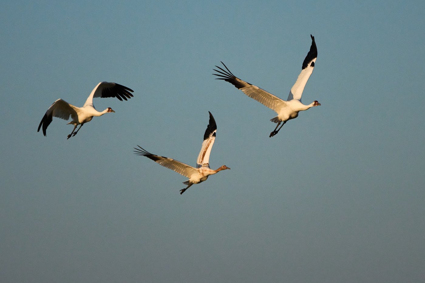 Along the Texas Coast, a new sanctuary aims to protect the endangered and rare whooping crane | iNFOnews.ca