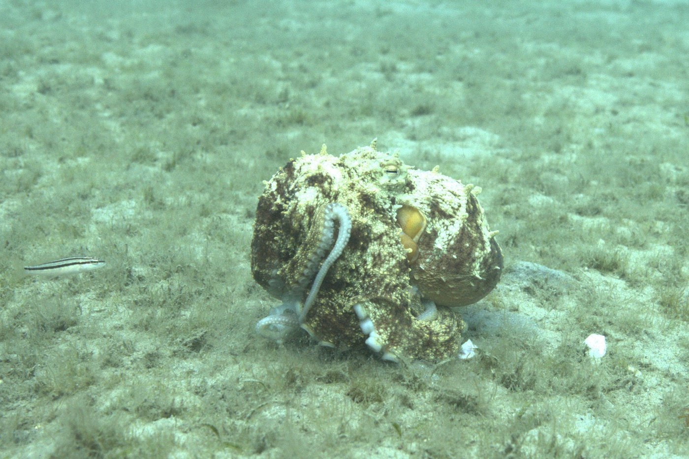 How to use 8 arms? Octopuses tend to explore with their front limbs | iNFOnews.ca