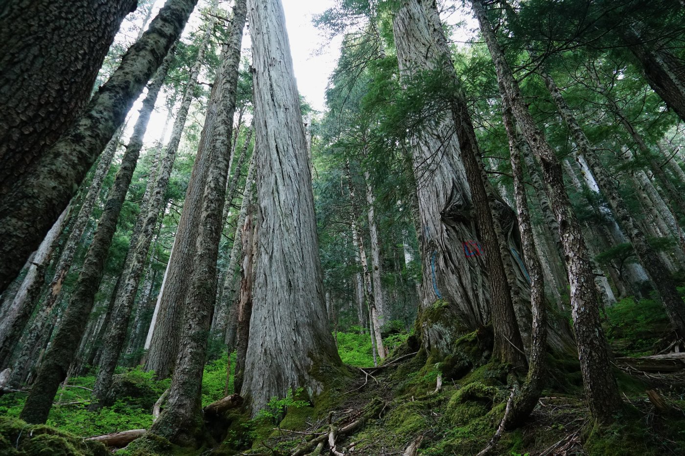 Lichen, logging, land rights: Complex forces play out in fate of ancient B.C. forest | iNFOnews.ca Lichen, logging, land rights: Complex forces play out in fate of ancient B.C. forest | iNFOnews.ca