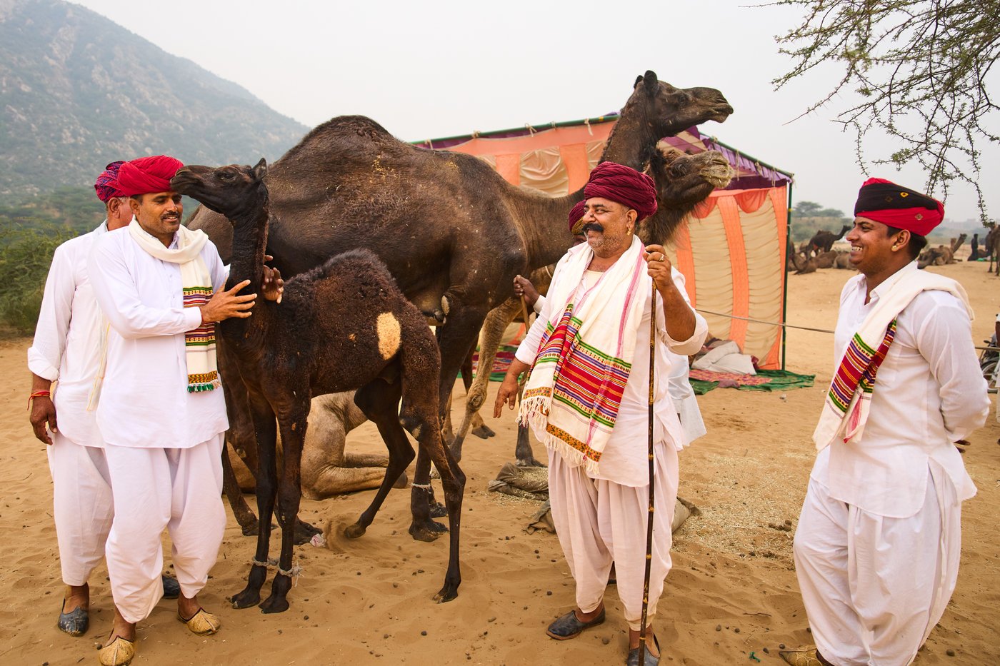 A camel fair in India's desert town of Pushkar draws traders and tourists, in photos | iNFOnews.ca