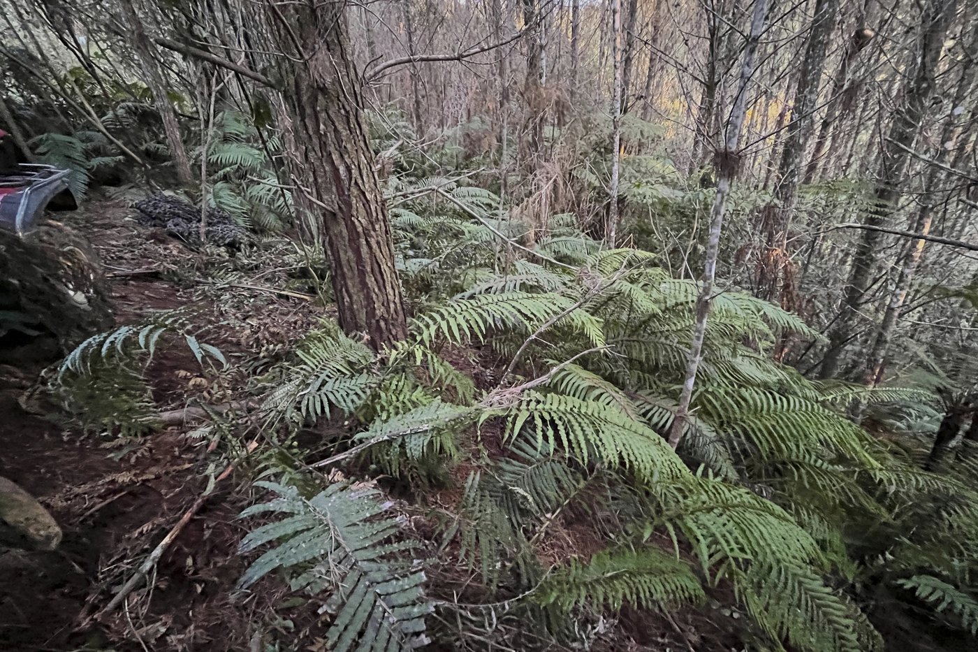 New Zealand police investigate how a man hid his 3 children in a forest for years without discovery | iNFOnews.ca New Zealand police investigate how a man hid his 3 children in a forest for years without discovery | iNFOnews.ca