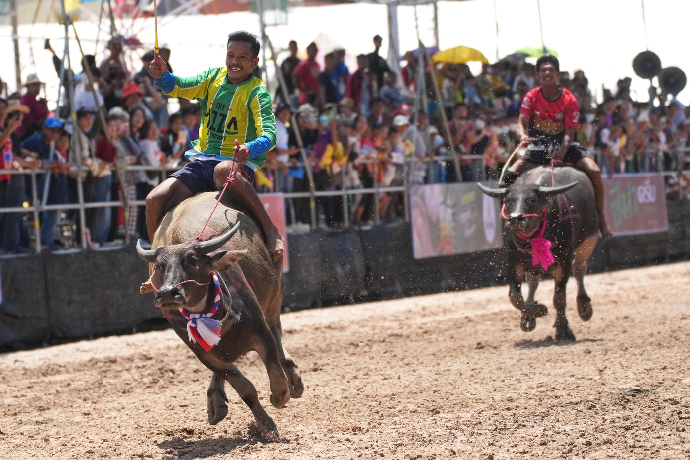 Photos show a water buffalo festival in Thailand at the start of harvest season | iNFOnews.ca