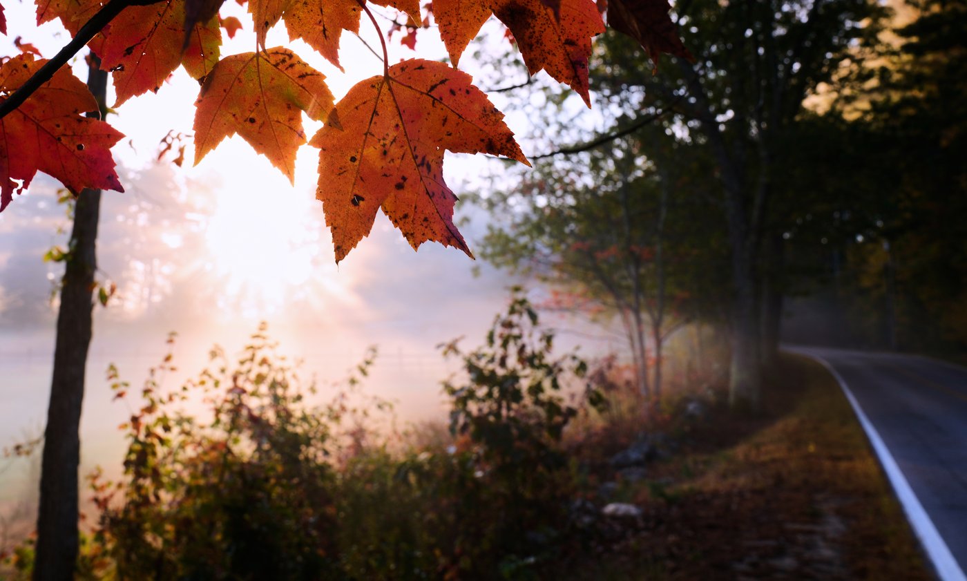 Drought has muted this year's leaf-peeping season, but pockets of brilliant colors remain | iNFOnews.ca Drought has muted this year's leaf-peeping season, but pockets of brilliant colors remain | iNFOnews.ca