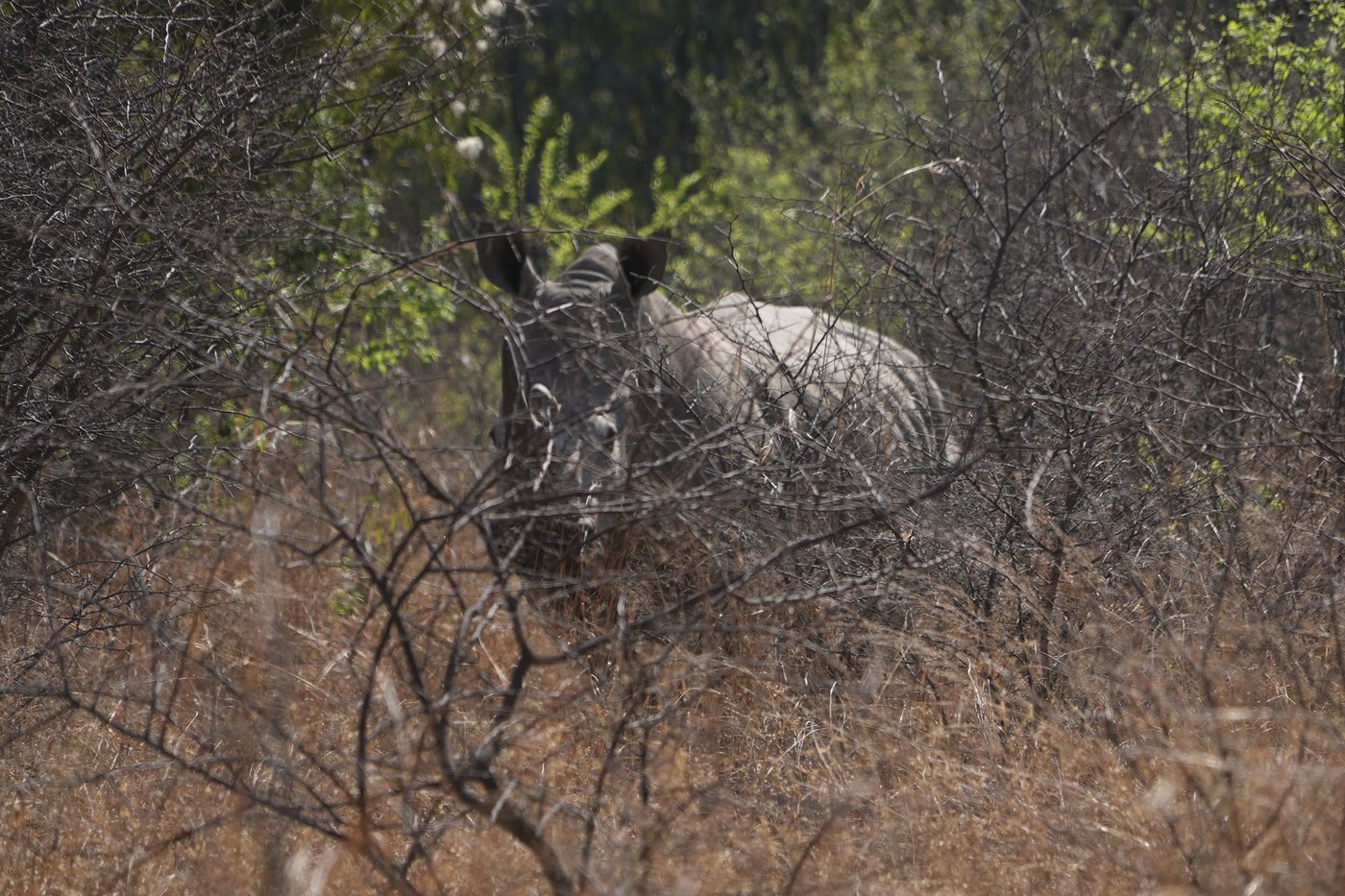 On World Rhino Day, South Africa marks progress but still loses a rhino daily to poachers | iNFOnews.ca