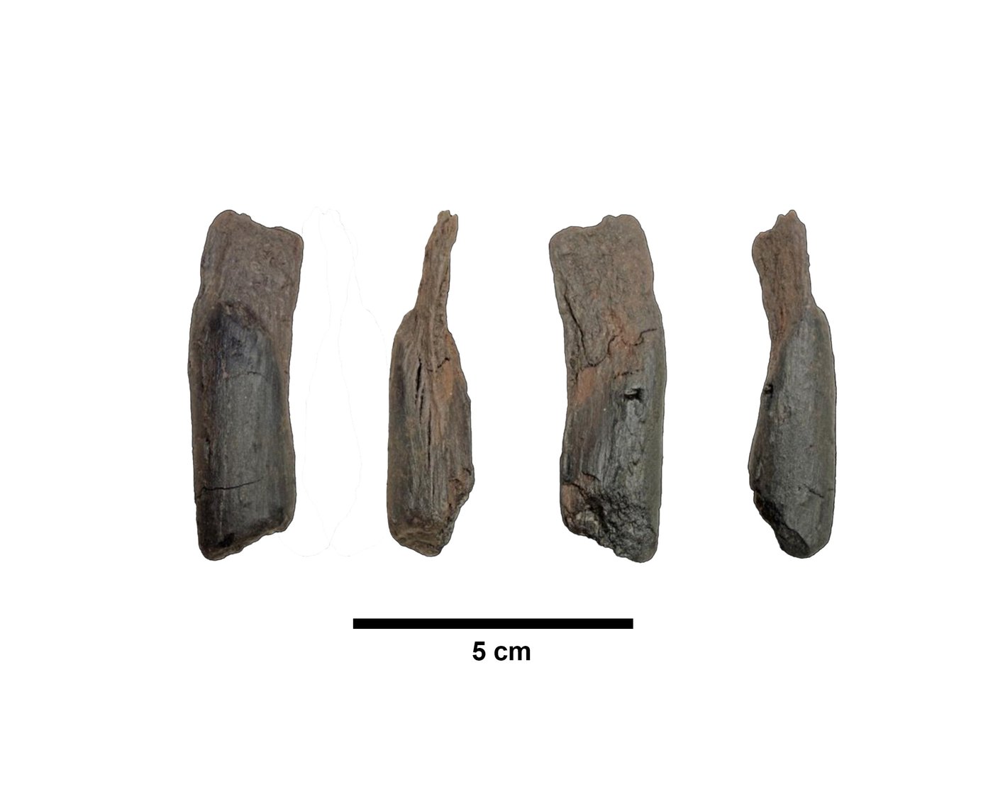 Scientists recover the oldest wooden tools from a site in Greece | iNFOnews.ca