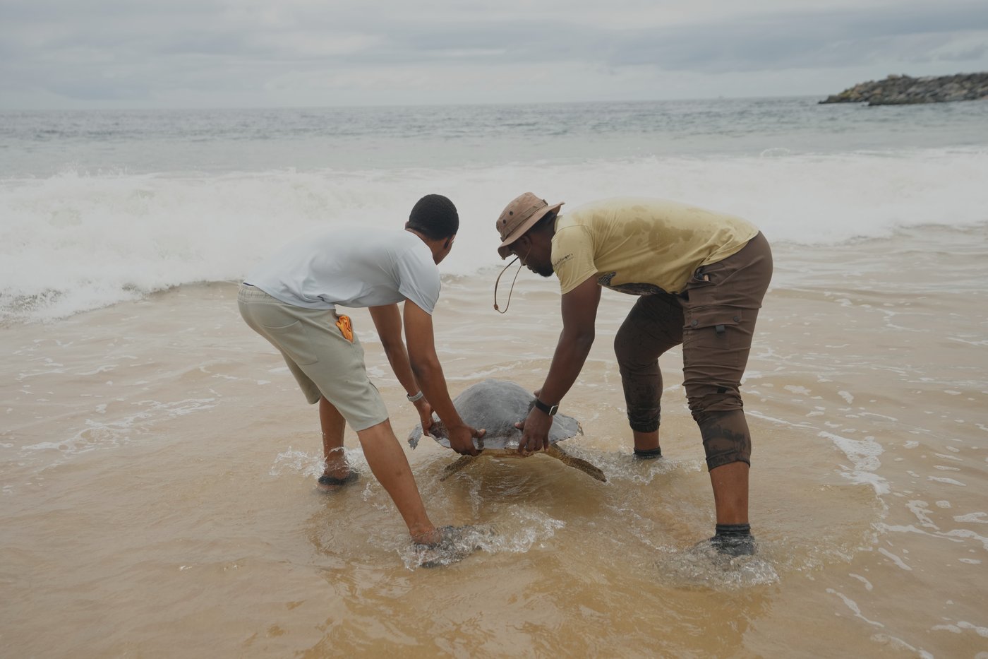 Conservation group rescues sea turtles caught in nets at Nigerian coastal city and rewards fishermen | iNFOnews.ca Conservation group rescues sea turtles caught in nets at Nigerian coastal city and rewards fishermen | iNFOnews.ca