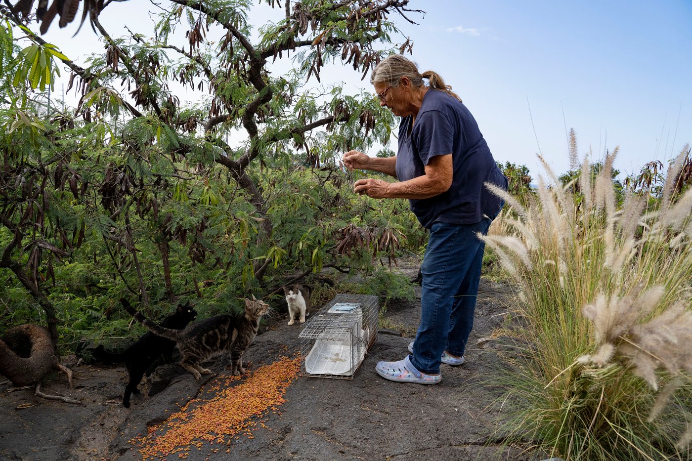 Hawaii's Big Island bans feeding feral cats in an effort to help endangered native species | iNFOnews.ca Hawaii's Big Island bans feeding feral cats in an effort to help endangered native species | iNFOnews.ca
