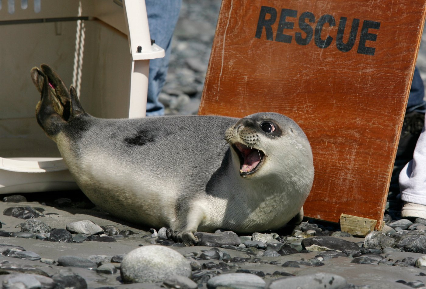 Arctic seals and more than half of bird species are in trouble on latest list of threatened species | iNFOnews.ca Arctic seals and more than half of bird species are in trouble on latest list of threatened species | iNFOnews.ca