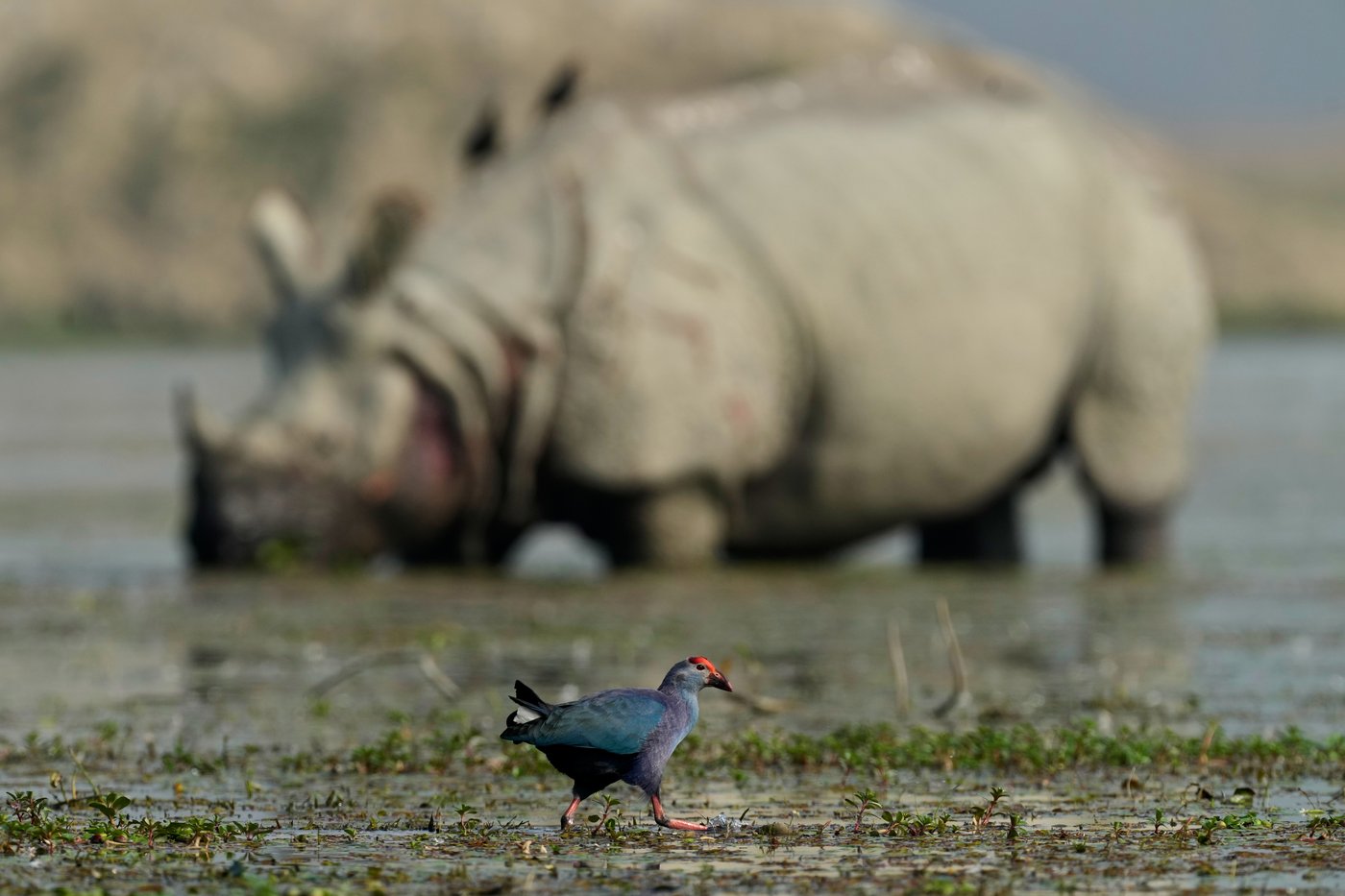 Photos show migratory birds after their arrival at an Indian wildlife sanctuary | iNFOnews.ca