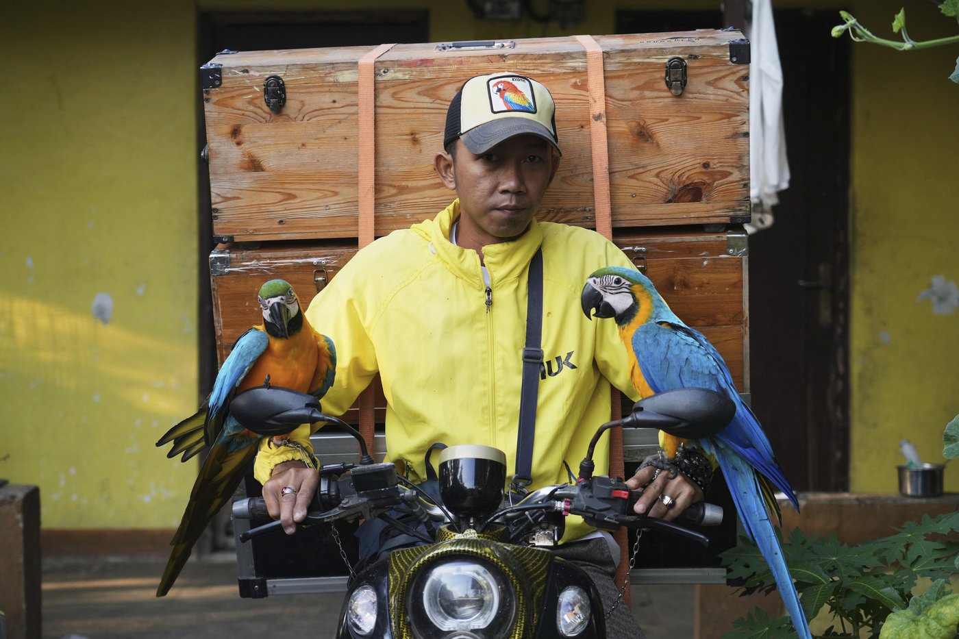 Photos show how an Indonesian motorbike mechanic became a macaw trainer | iNFOnews.ca