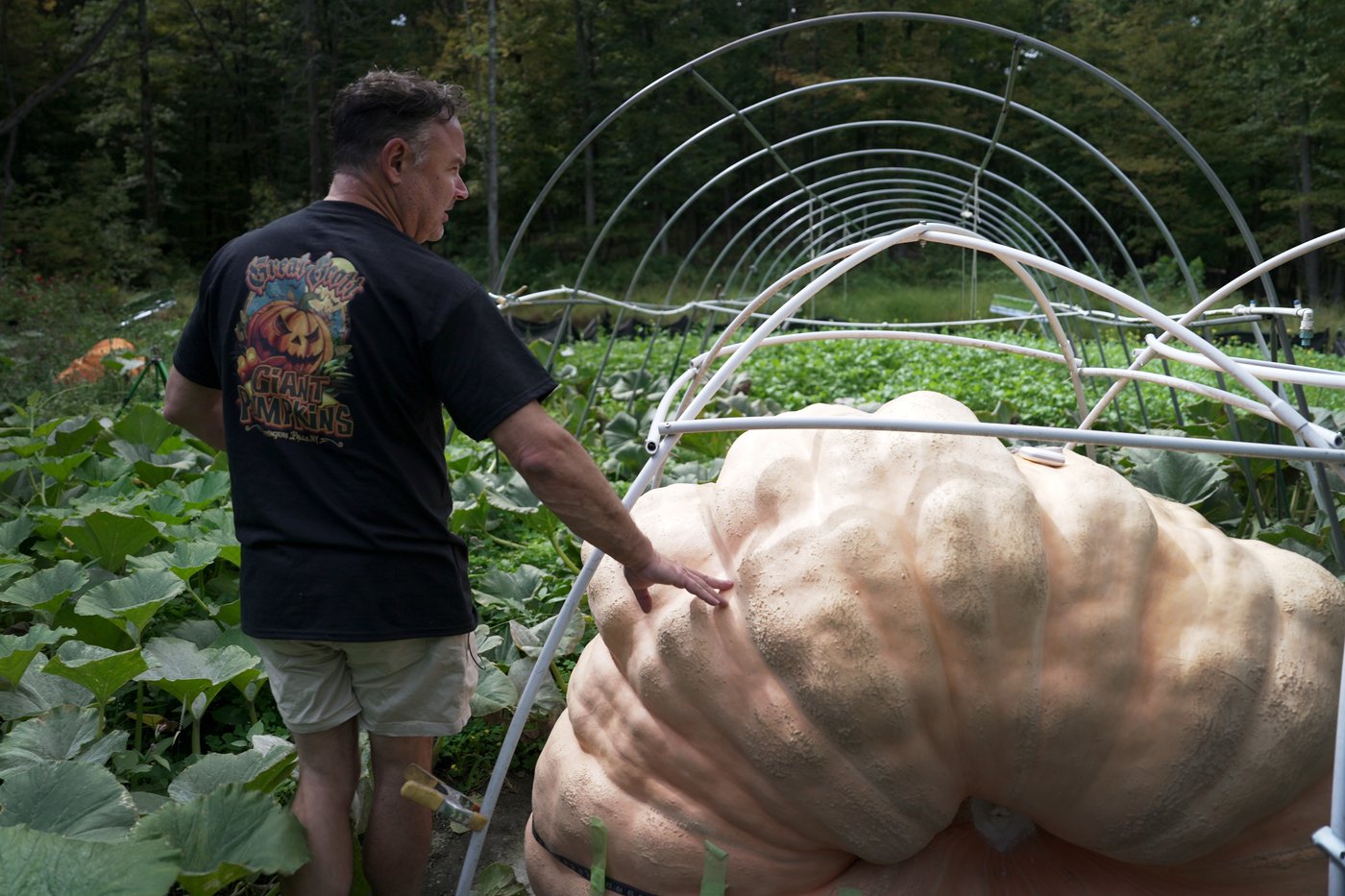 How to grow a giant pumpkin, with help from science | iNFOnews.ca