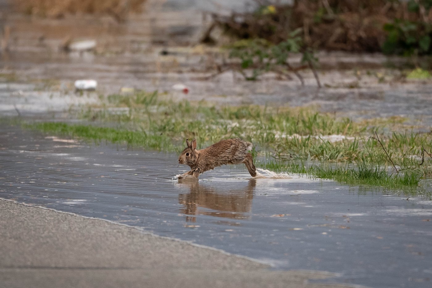 Photo Gallery: Flooding in B.C.'s Lower Interior | iNFOnews.ca