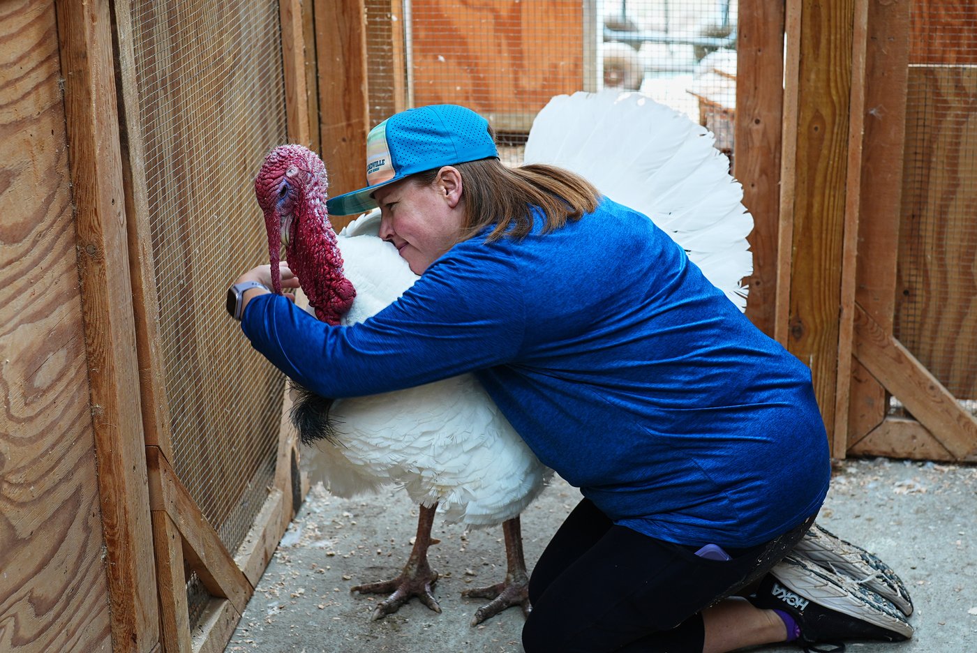 Some families are 'adopting' turkeys for Thanksgiving instead of eating them | iNFOnews.ca