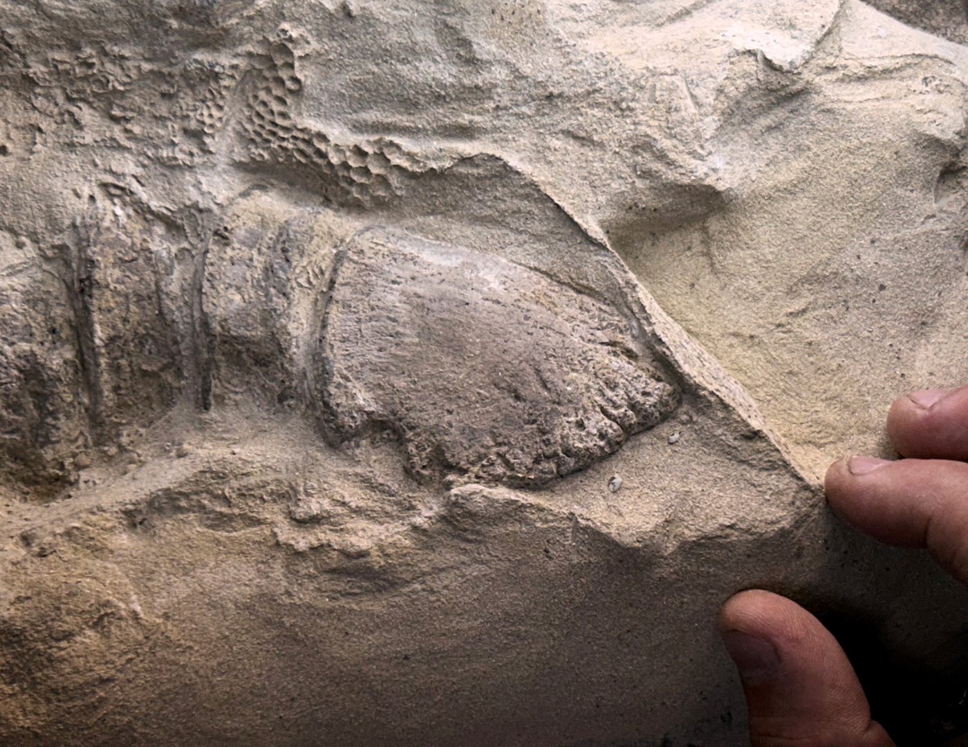 Rare dinosaur mummies help scientists recreate their prehistoric lives | iNFOnews.ca Rare dinosaur mummies help scientists recreate their prehistoric lives | iNFOnews.ca