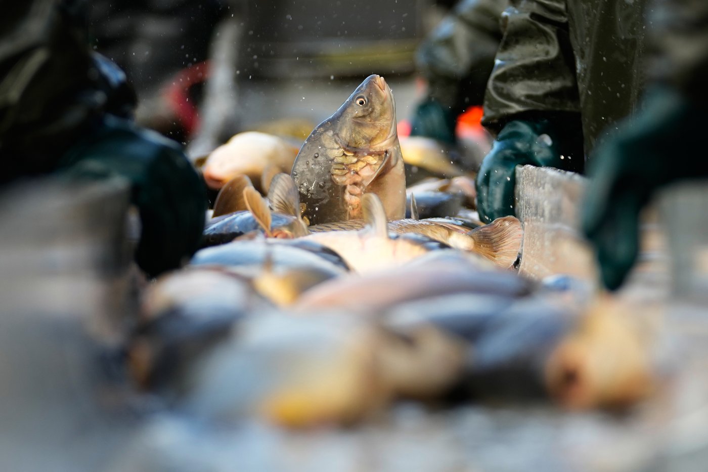 Photos show Czech fisherman hauling in Christmas carp for holiday tables | iNFOnews.ca