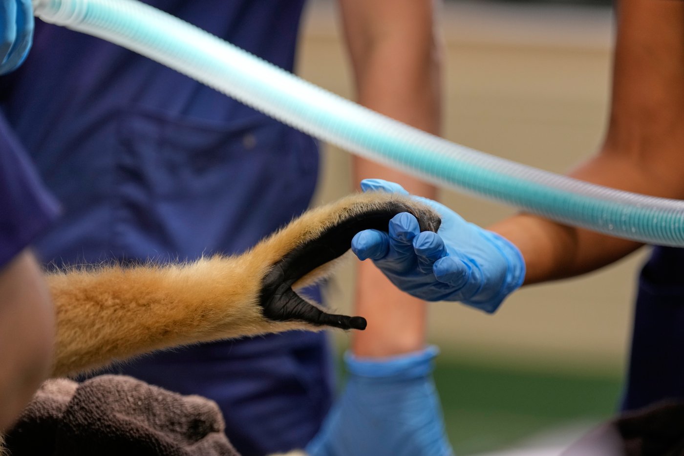 Visitors to a New Jersey zoo get to watch veterinarians treat the animals | iNFOnews.ca