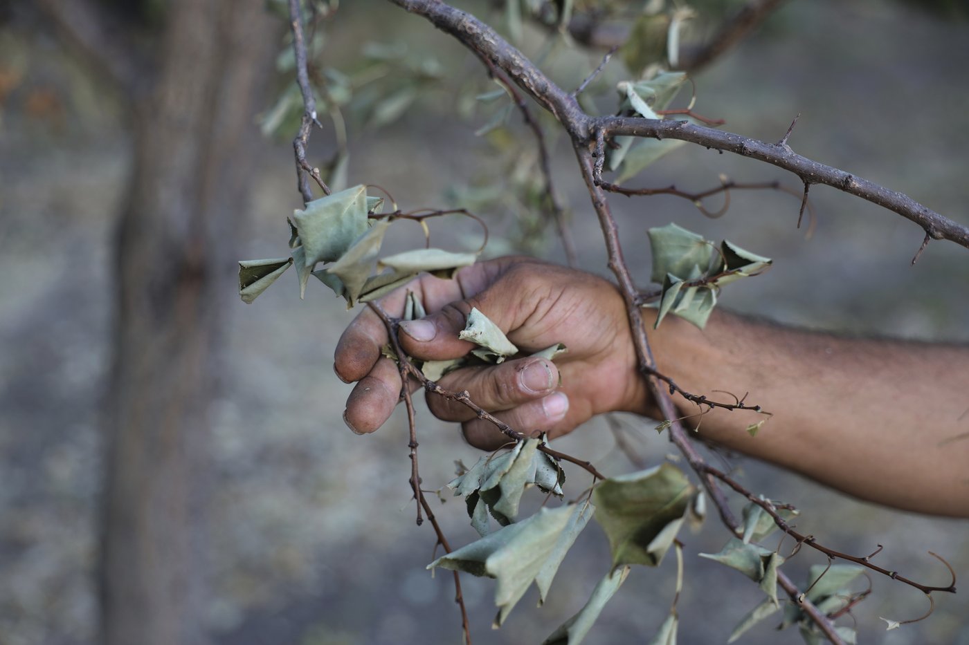 The worst drought in decades is threatening Syria's fragile recovery from years of civil war | iNFOnews.ca The worst drought in decades is threatening Syria's fragile recovery from years of civil war | iNFOnews.ca