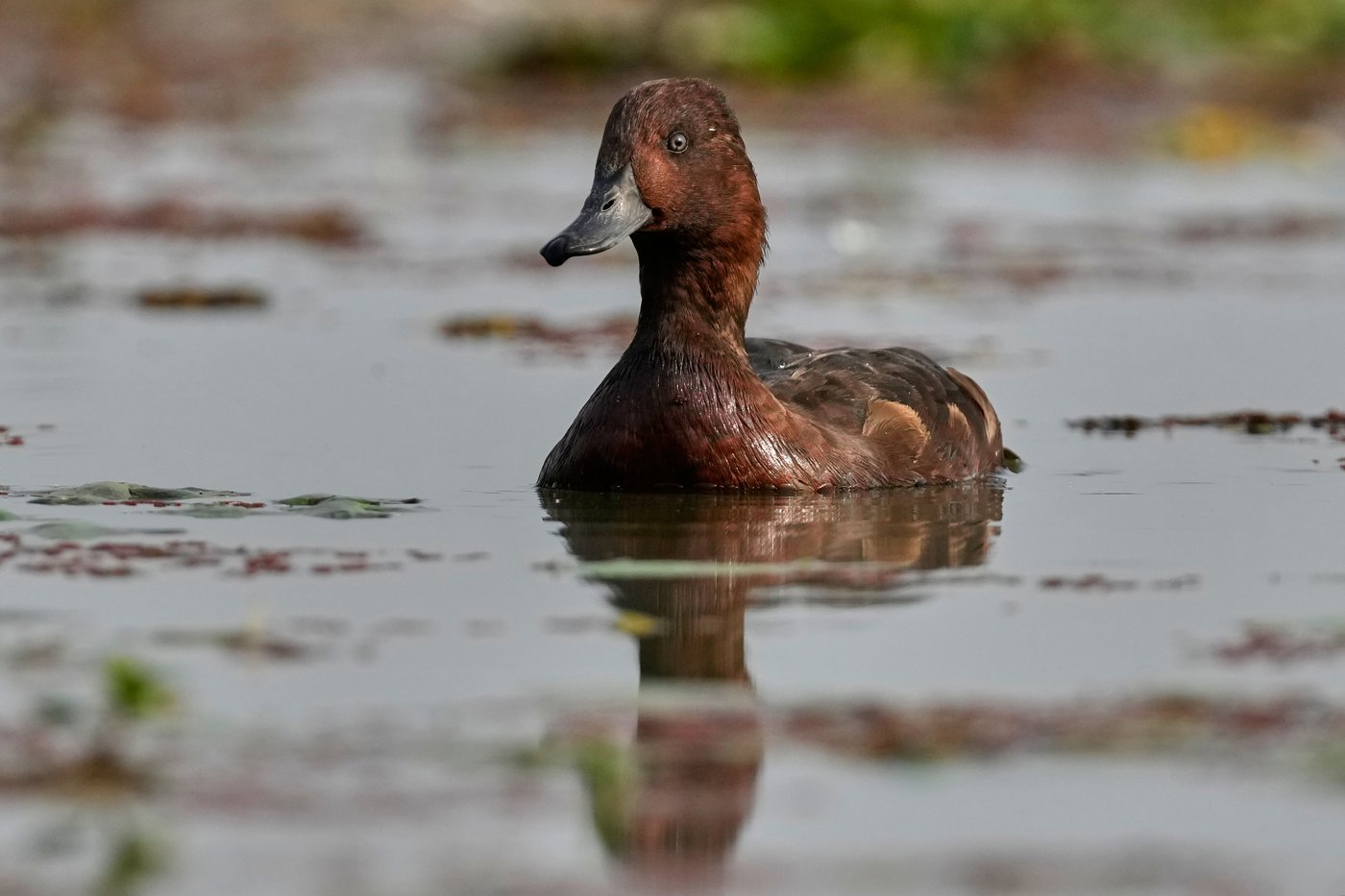 Photos show migratory birds after their arrival at an Indian wildlife sanctuary | iNFOnews.ca