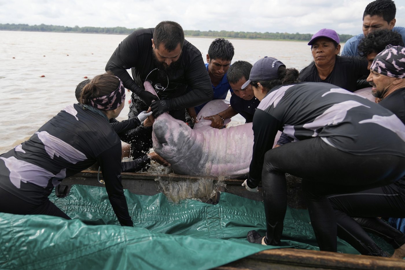 Endangered pink river dolphins face a rising mercury threat in the Amazon | iNFOnews.ca