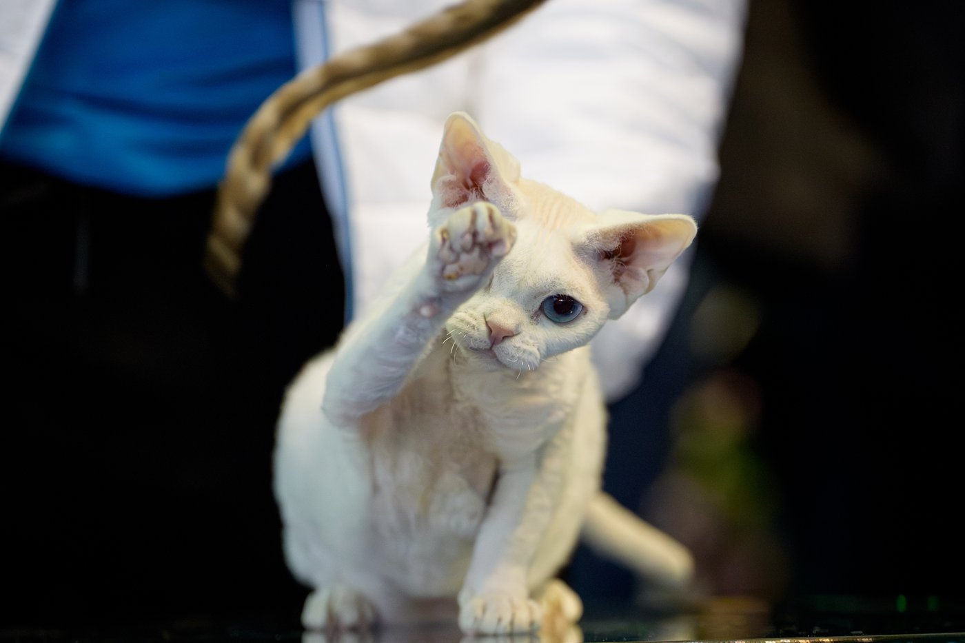 Photos from the world's largest cat show, as 1,000 felines and their fans gather in Romania | iNFOnews.ca