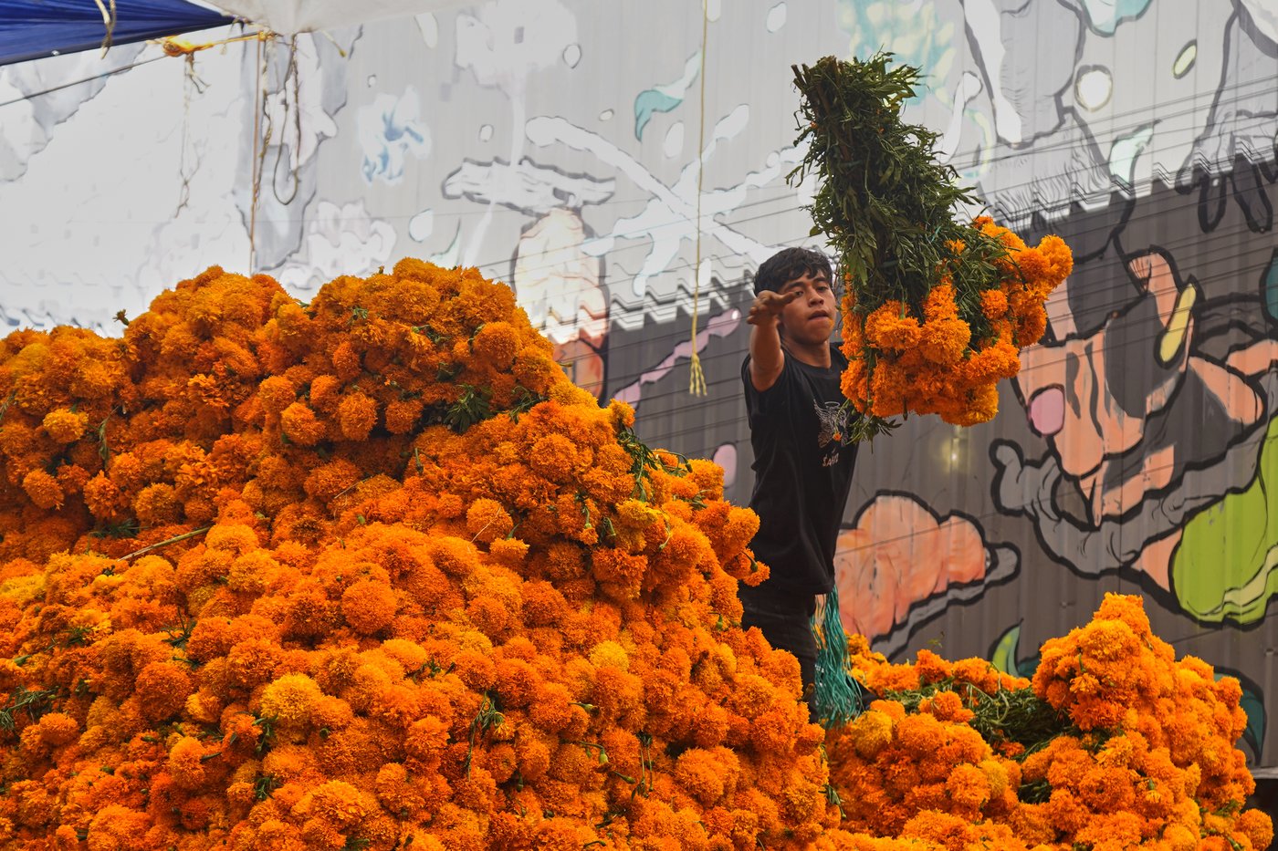 This orange flower cloaks Mexico during Day of the Dead. Climate change is putting it at risk | iNFOnews.ca This orange flower cloaks Mexico during Day of the Dead. Climate change is putting it at risk | iNFOnews.ca