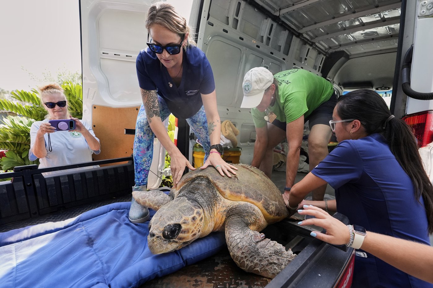 June Cleaver the loggerhead turtle is released into the ocean off Florida after rehab | iNFOnews.ca
