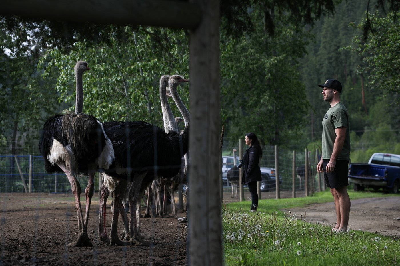 CFIA says B.C. ostrich cull will proceed after high court decides not to hear appeal | iNFOnews.ca CFIA says B.C. ostrich cull will proceed after high court decides not to hear appeal | iNFOnews.ca