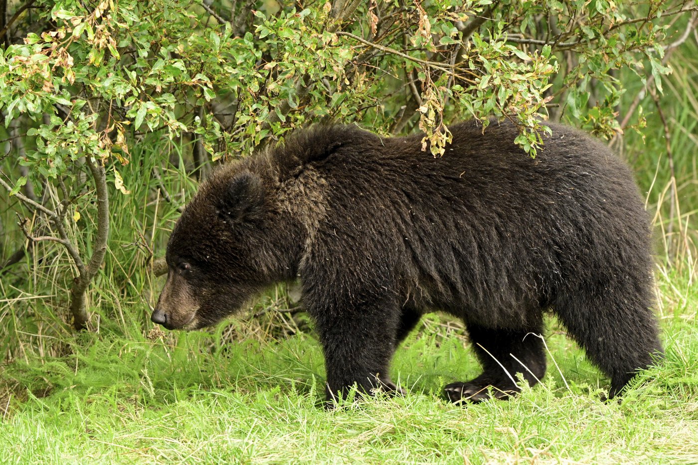 What to know about Fat Bear Week, and the brawny bruins ready to battle for the title | iNFOnews.ca